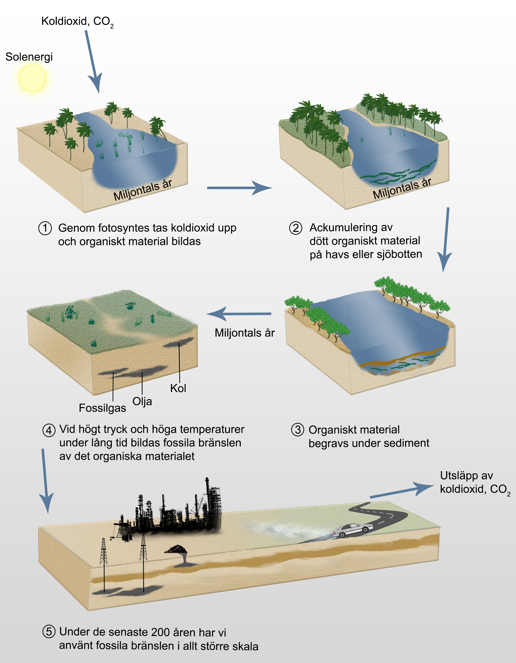 Illustration av hur fossila br&auml;nslen bildas under miljontals &aring;r: 1. Fotosyntesen &ouml;verstiger nedbrytningen av organiskt material, 2. Ackumulering av d&ouml;tt organsikt material p&aring; en havs- eller sj&ouml;botten, 3. Organiskt material begravs under sedmient, 4. Vid h&ouml;gt tryck och h&ouml;ga temperaturer under en l&aring;ng tidsperiod bildas fossila br&auml;nslen, 5. I ungef&auml;r 100 &aring;r har vi brukat fossila br&auml;nslen i stor skala, vilket leder till utsl&auml;pp av energi, v&auml;rme och CO2