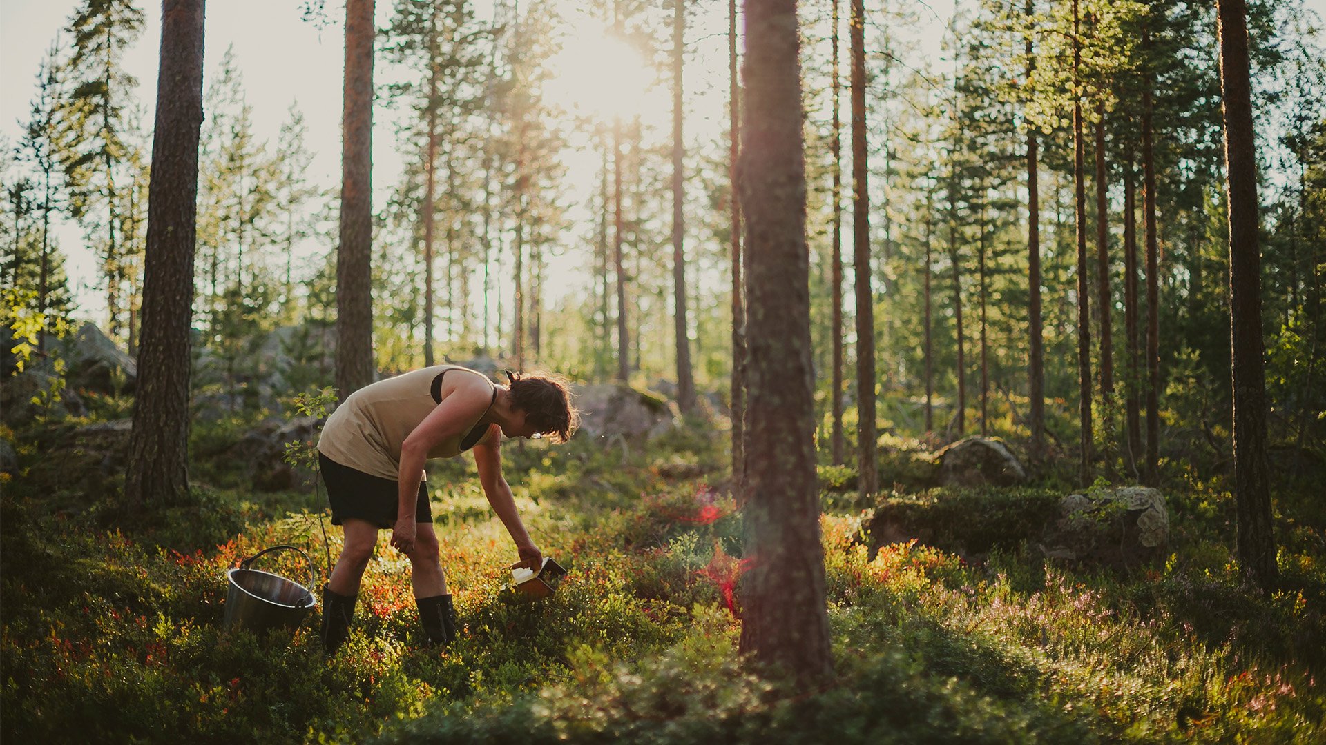 Kvinna plockar bär i skogen