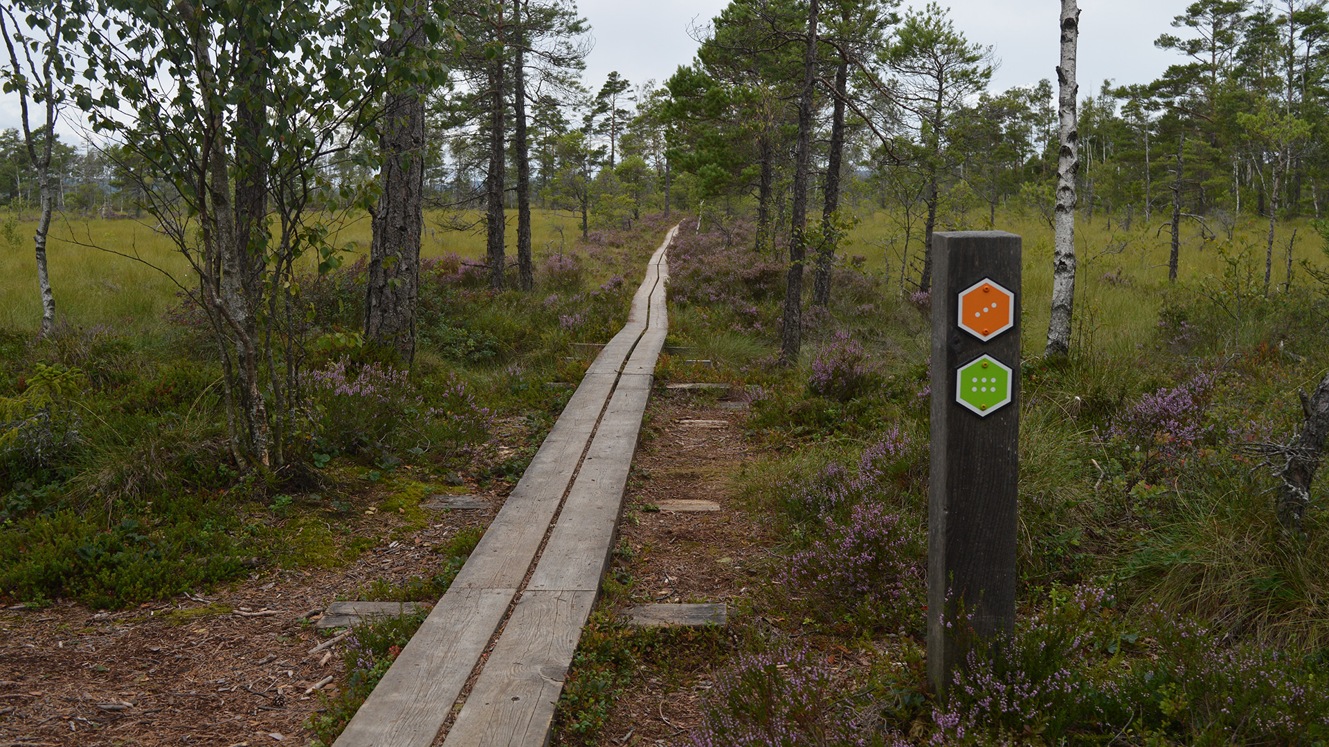 Träspång i naturen med ledmarkörer på trästolpe i förgrunden