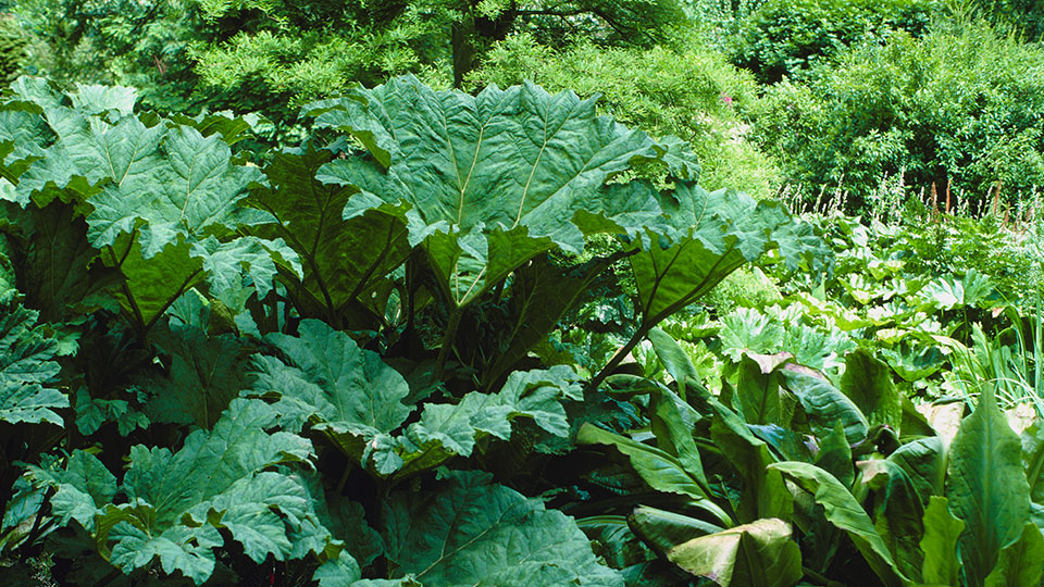 rod-jattegunnera-960x540.jpg