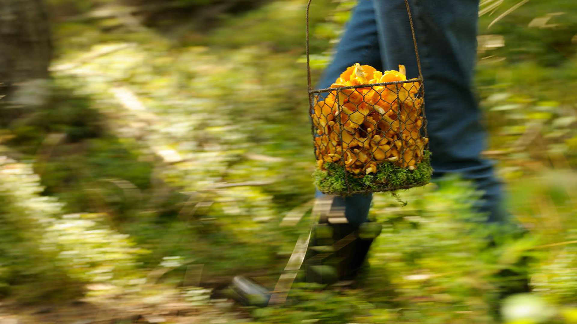 Svampplockare går i skogen.