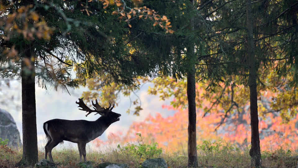 Älg i skogsbryn