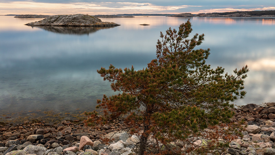 Litet träd vid stilla vatten