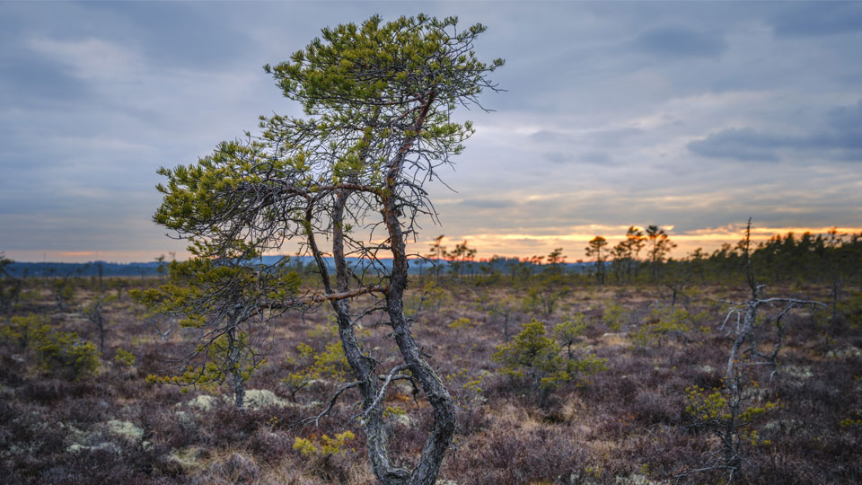 Ensamt träd på mossen