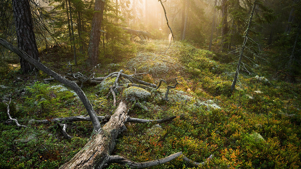 Natur i Tyresta nationalpark