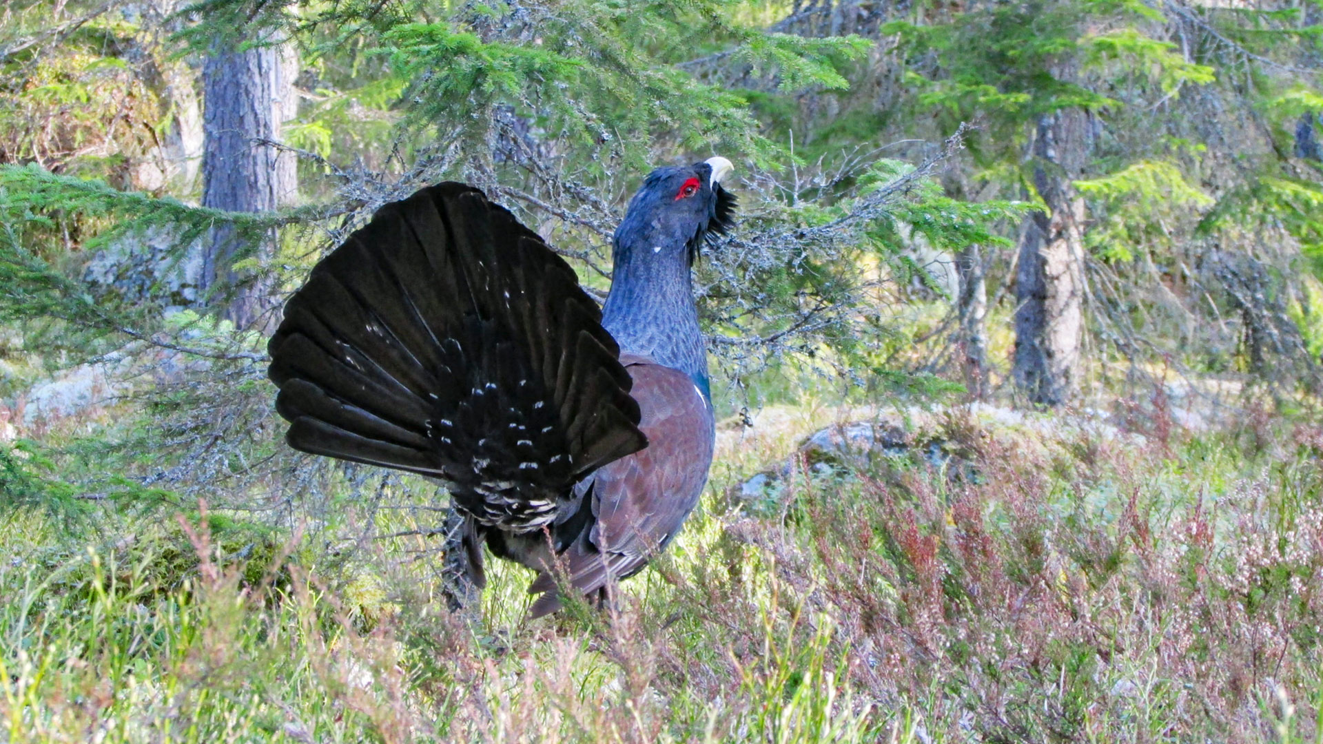 Tjäder i skog. 