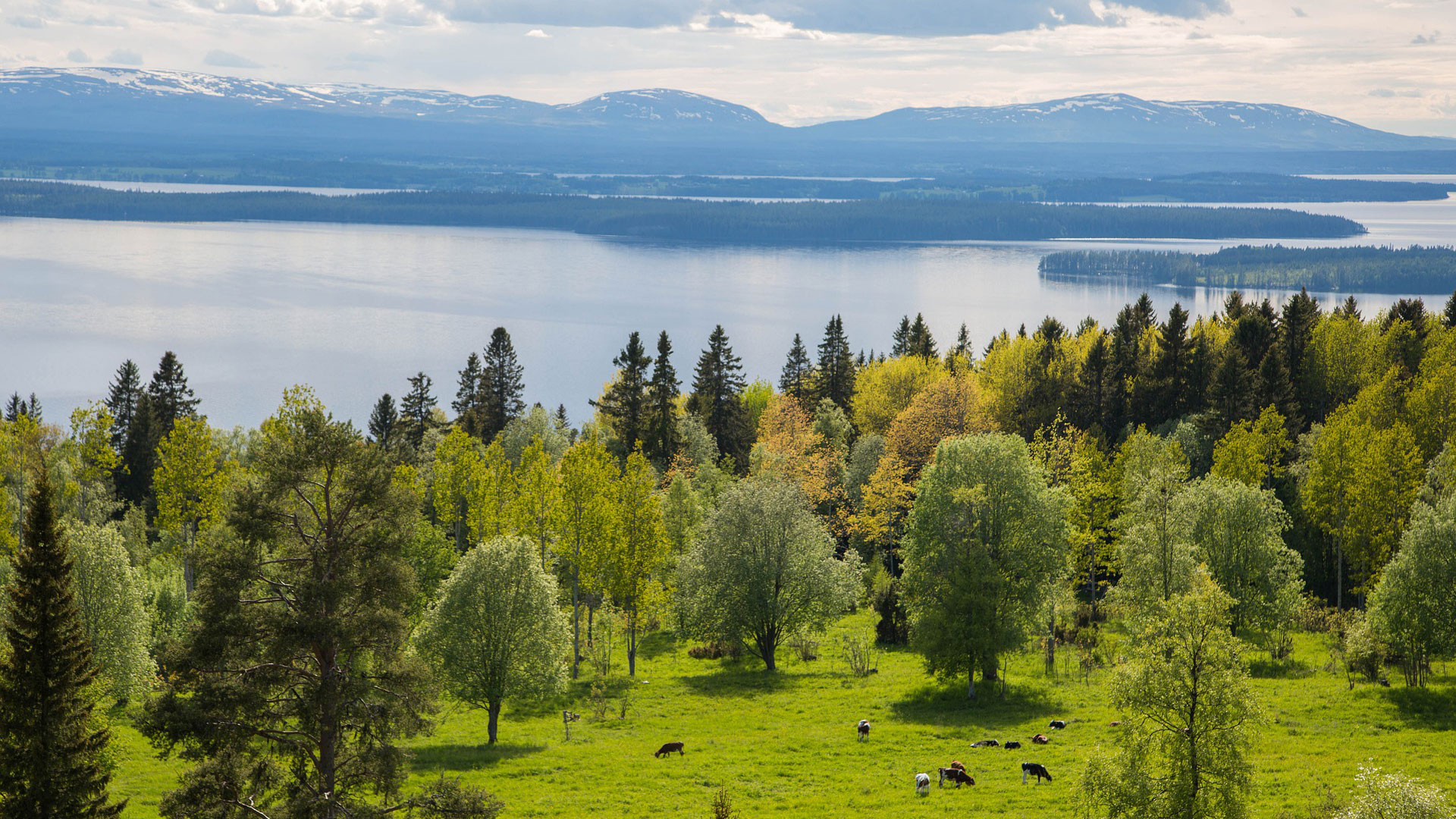 Grönt landskap med betande djur och skog, fjäll och vatten i bakgrunden