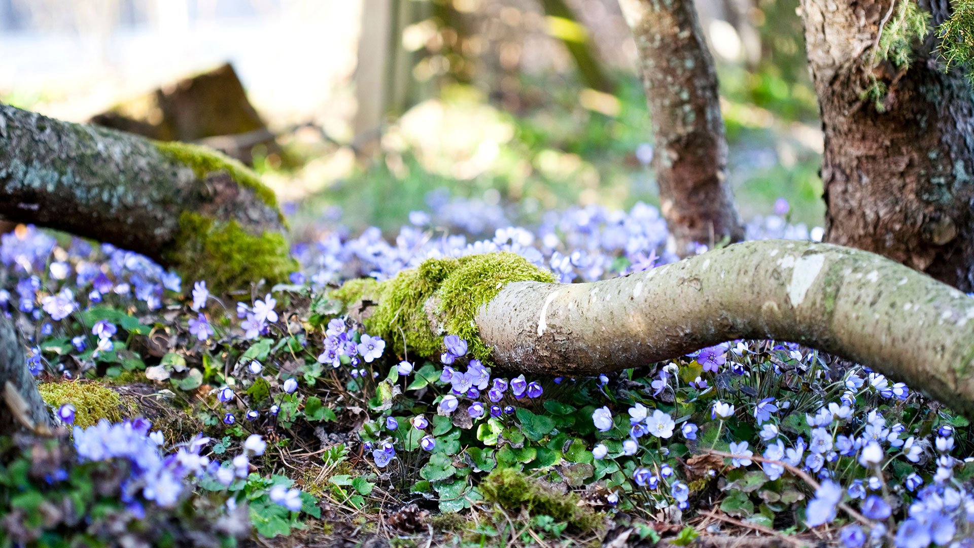 Trädstam i blå blommor