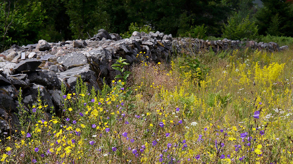 Stenmur vid blommande äng