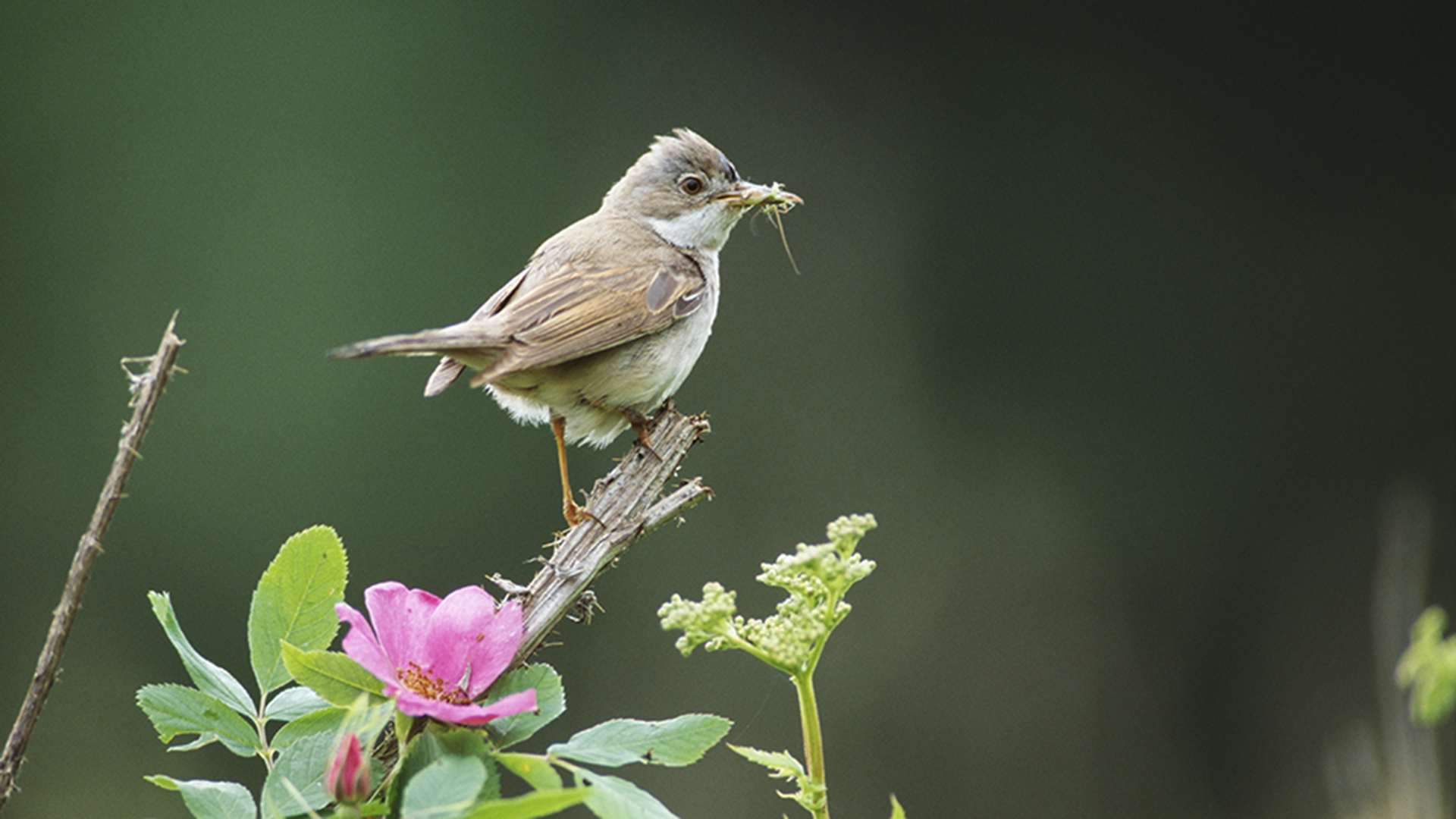 Tömsångare sitter på en kvist bredvid en rosa blomma.