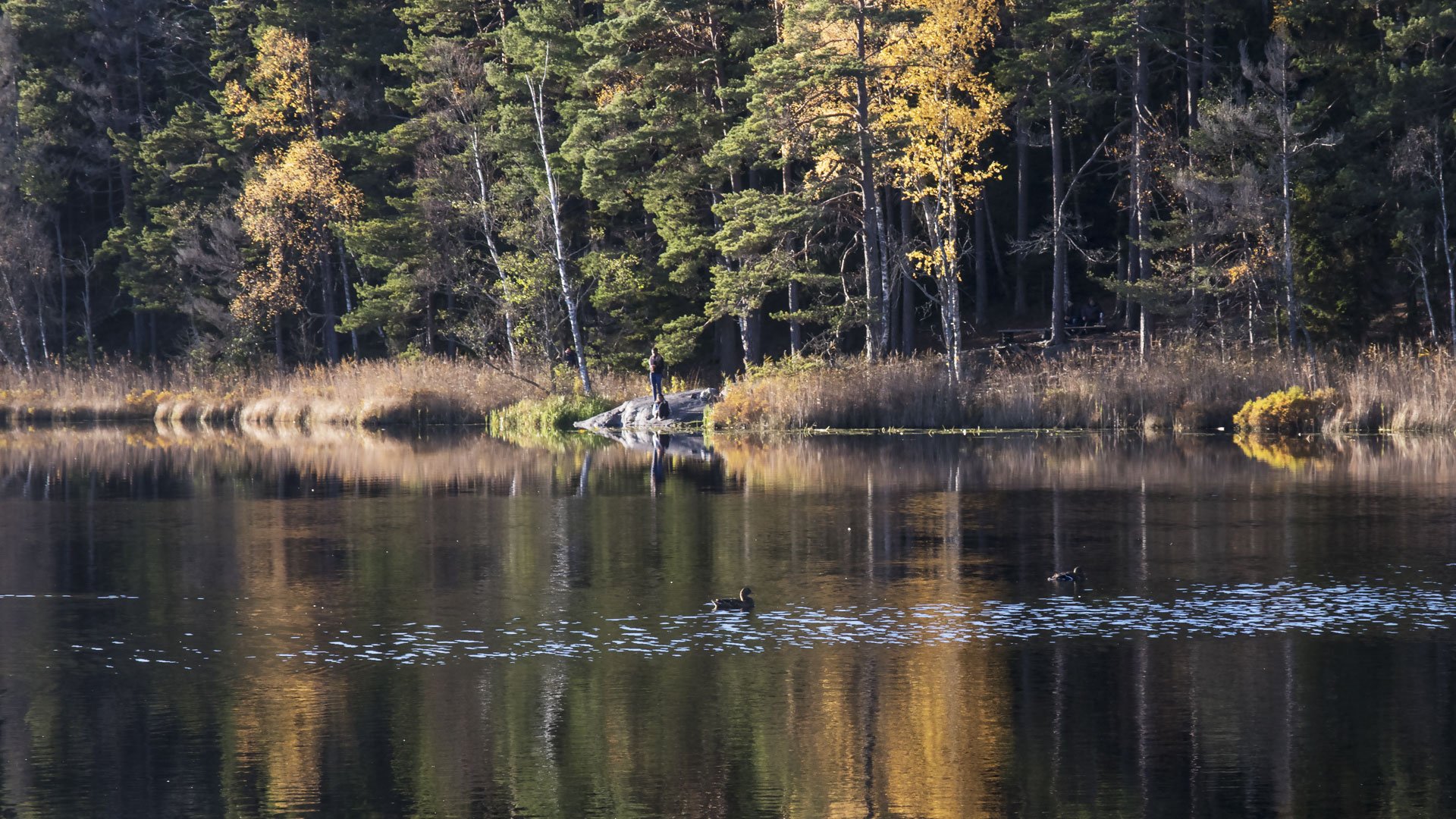 En sjö och en skog.