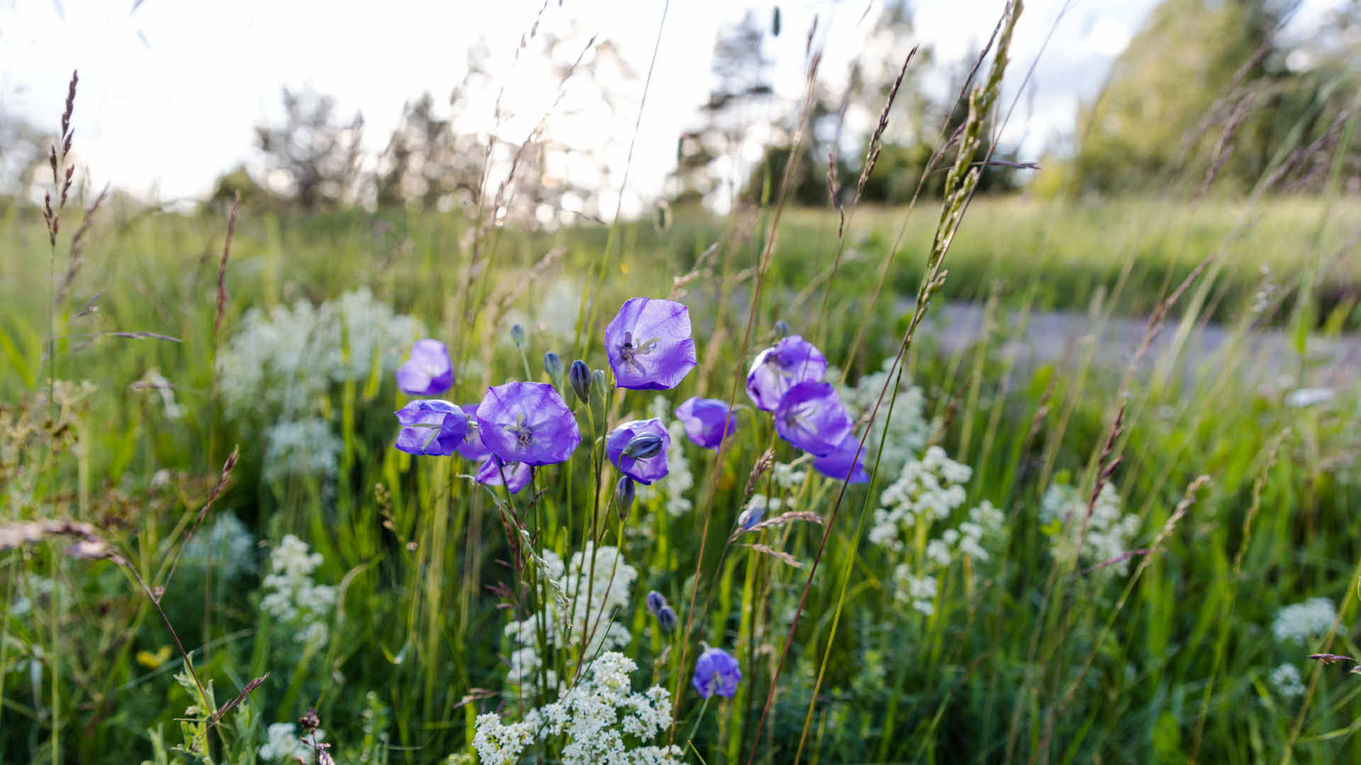 Sommarblommor på äng