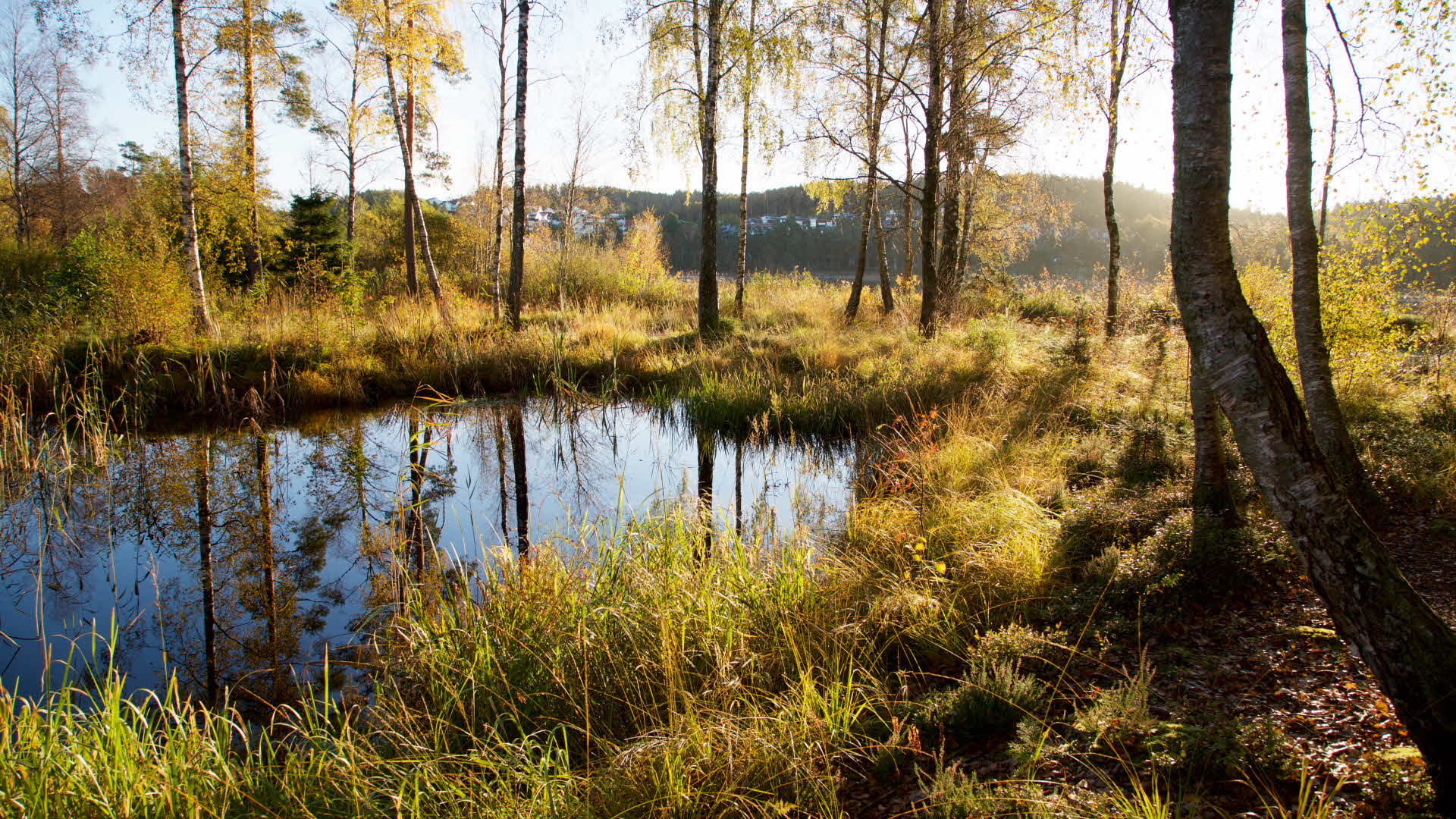 En liten skogsjö i en björkskog.