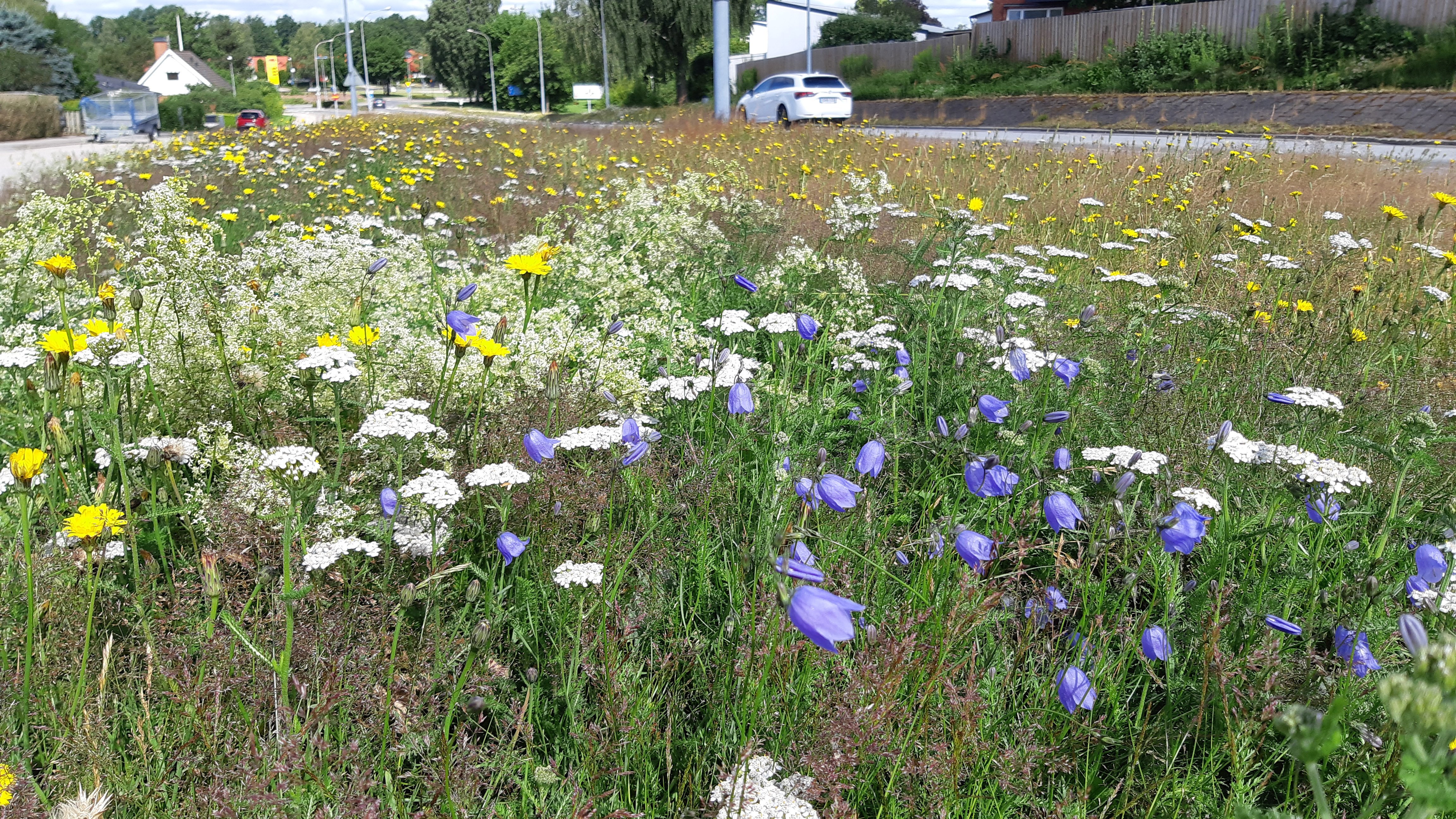 En gräsmatta med blommor mellan bilvägar.